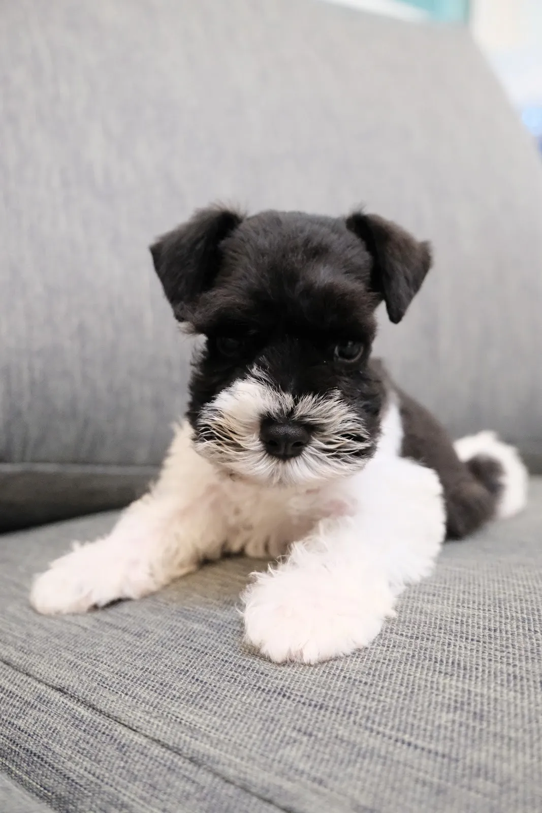 樂得寵物生活館（貓）