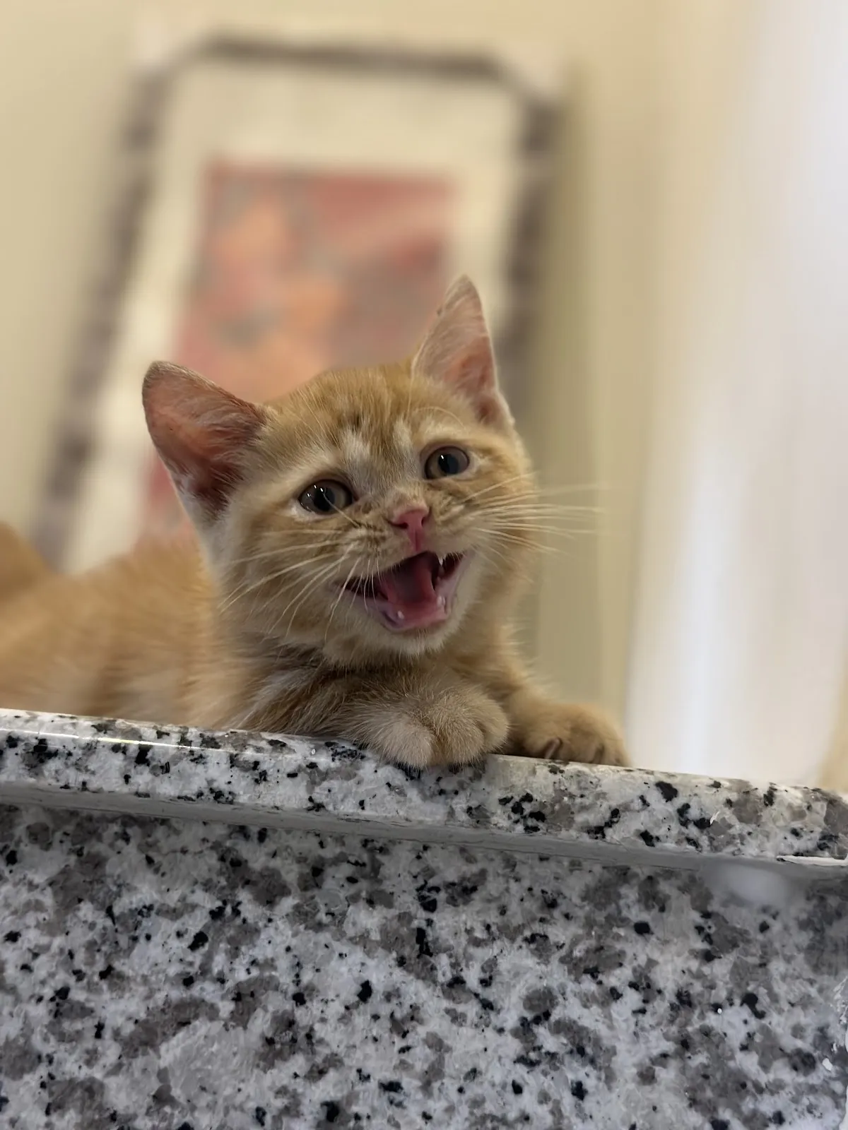 樂得寵物生活館（貓）