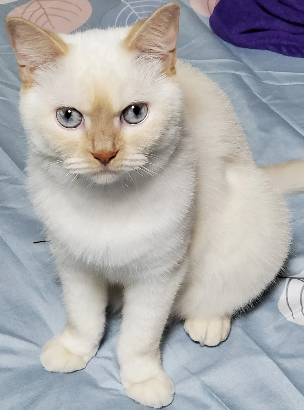 樂得寵物生活館（貓）