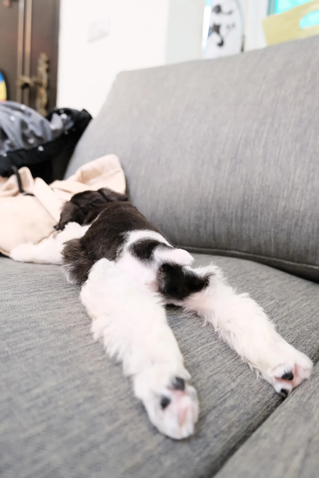 樂得寵物生活館（貓）