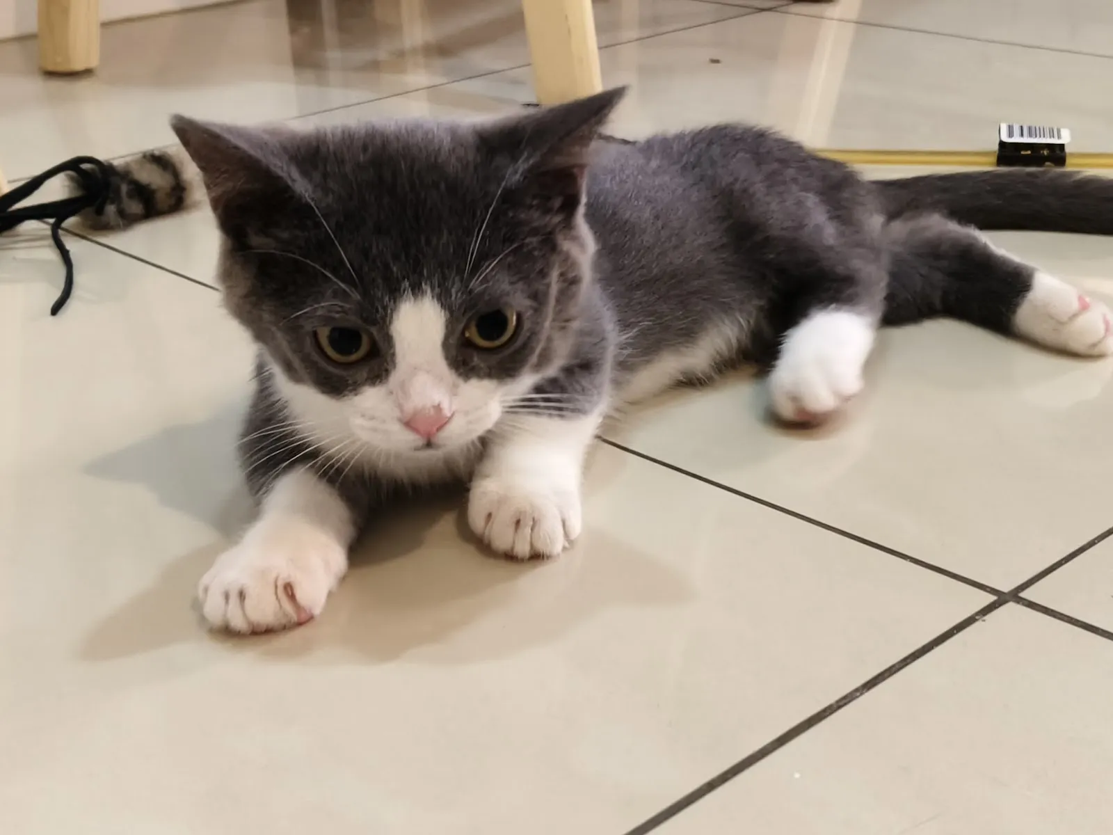 樂得寵物生活館（貓）