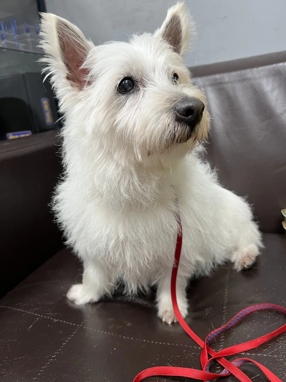 阿布寵物生活館