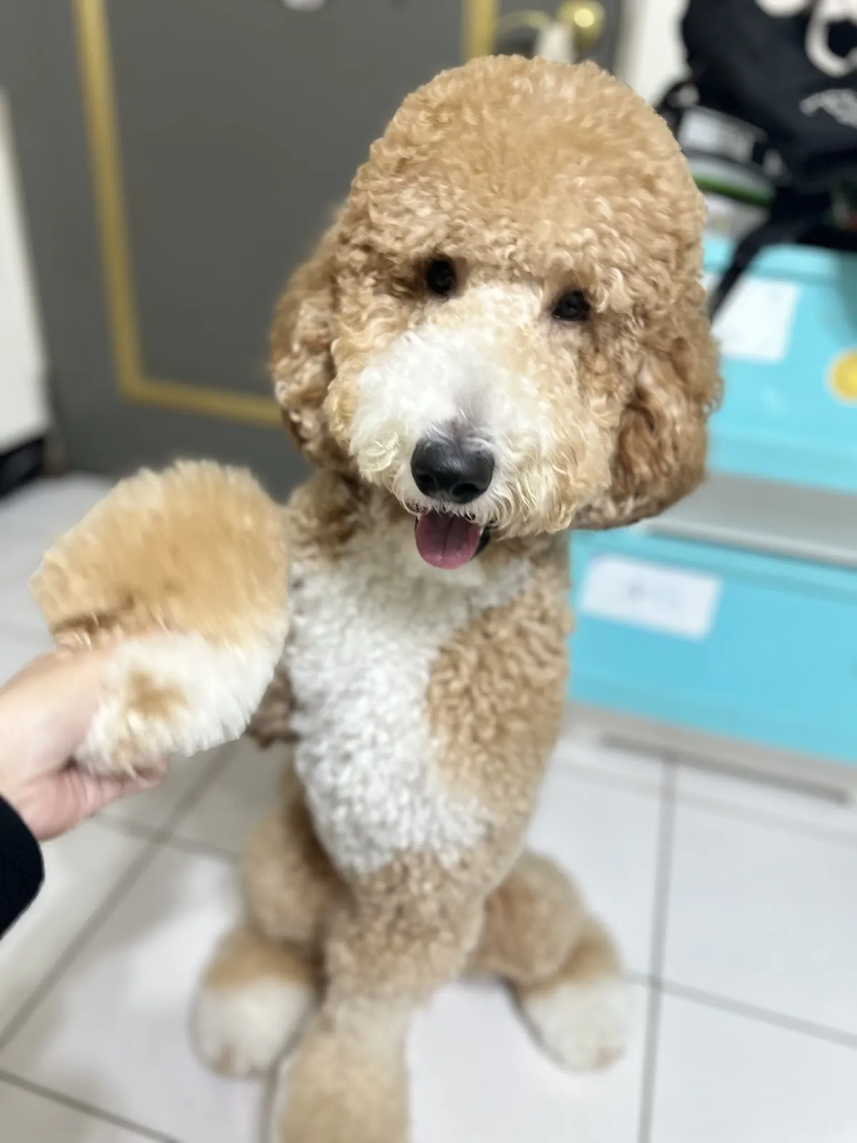 阿布寵物生活館