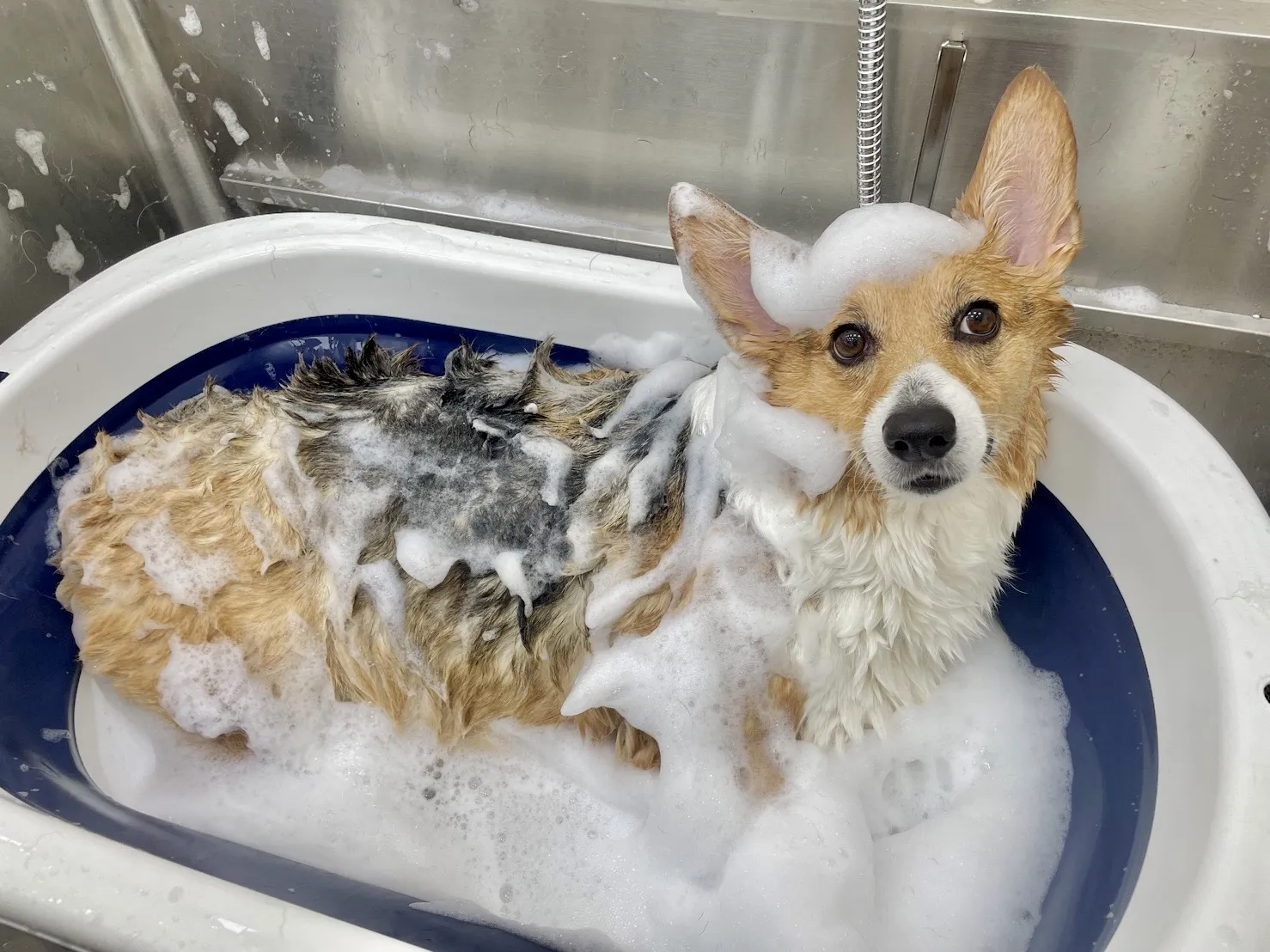 夏克貝迪寵物有限公司