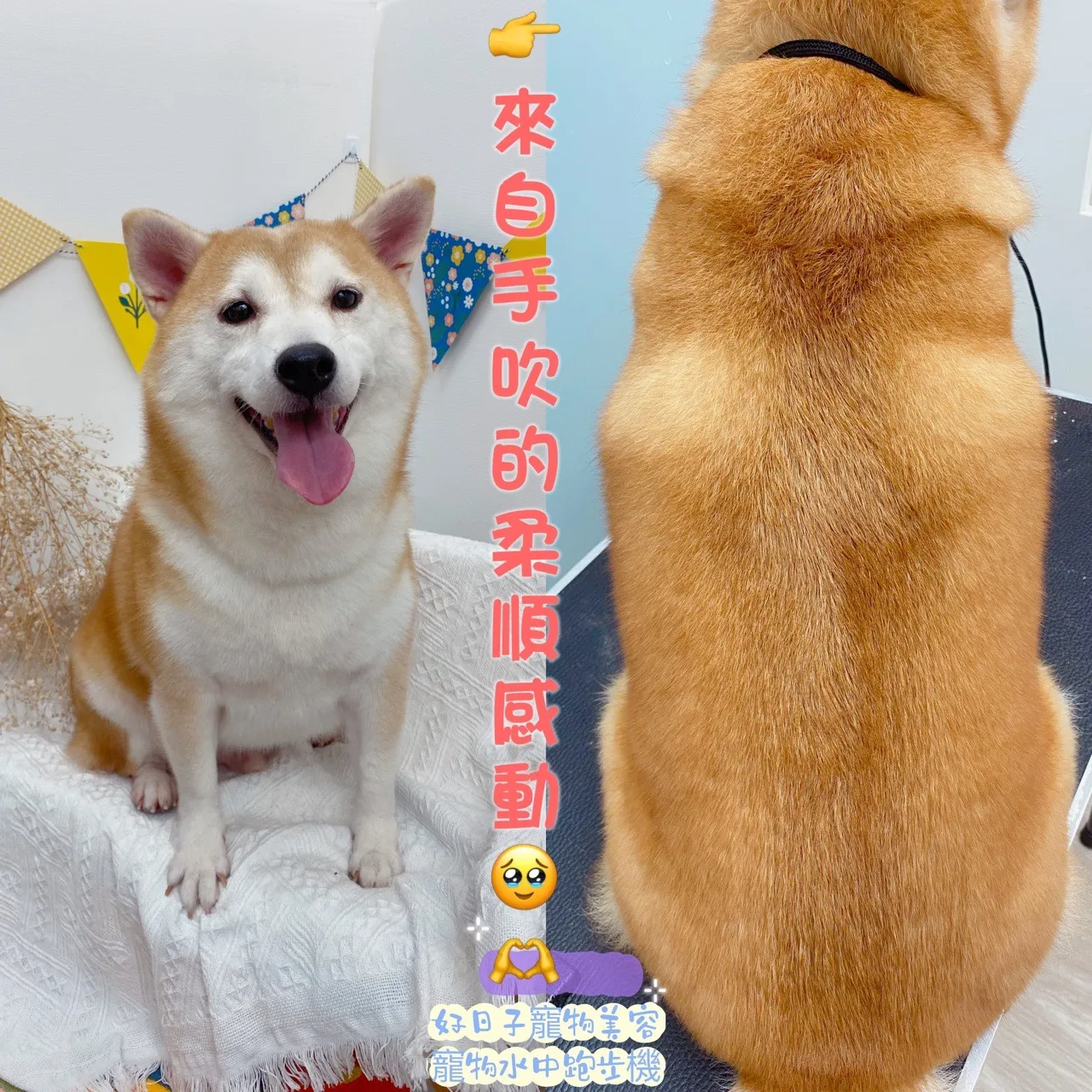 啵好寵物生活館