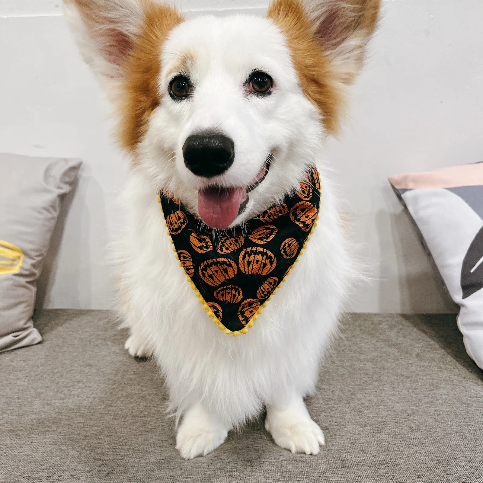 謝謝妮寵物美坊