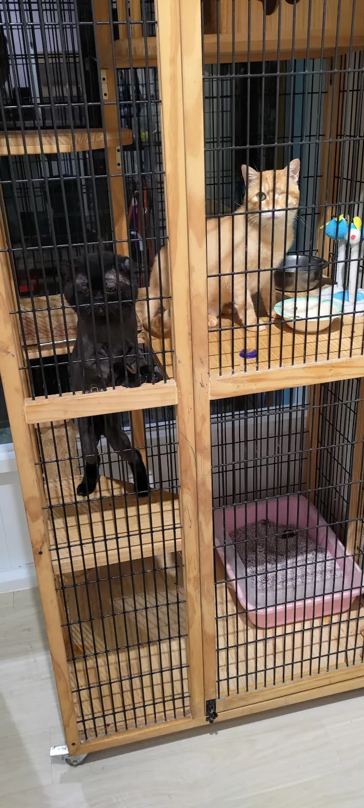 謝謝妮寵物美坊