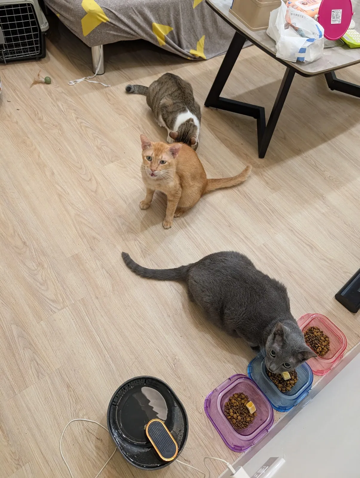 謝謝妮寵物美坊