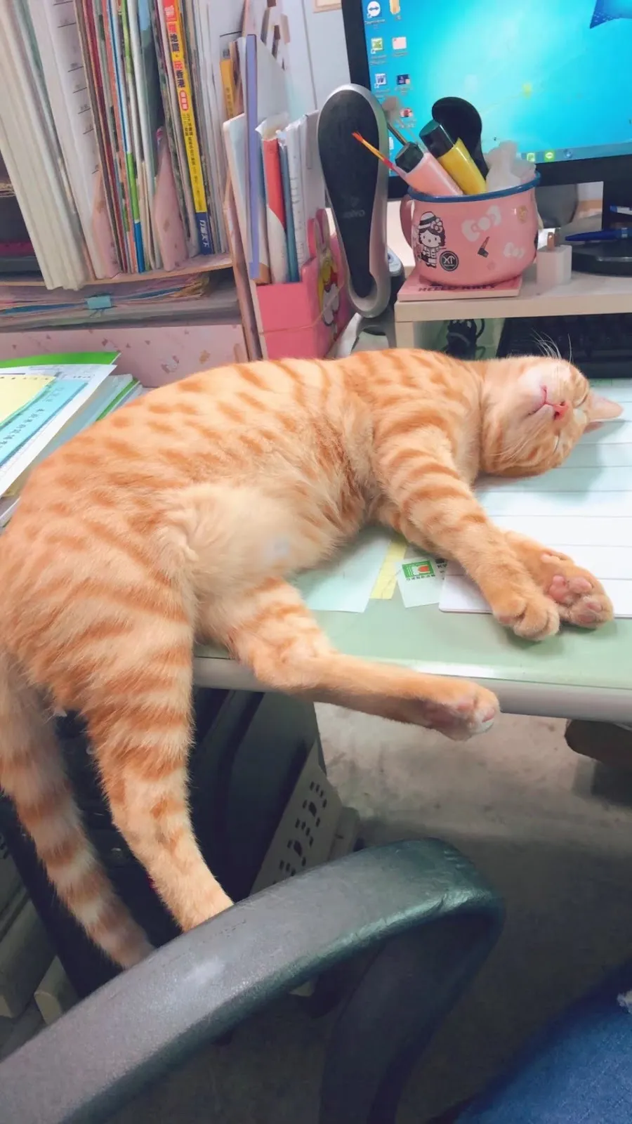 謝謝妮寵物美坊