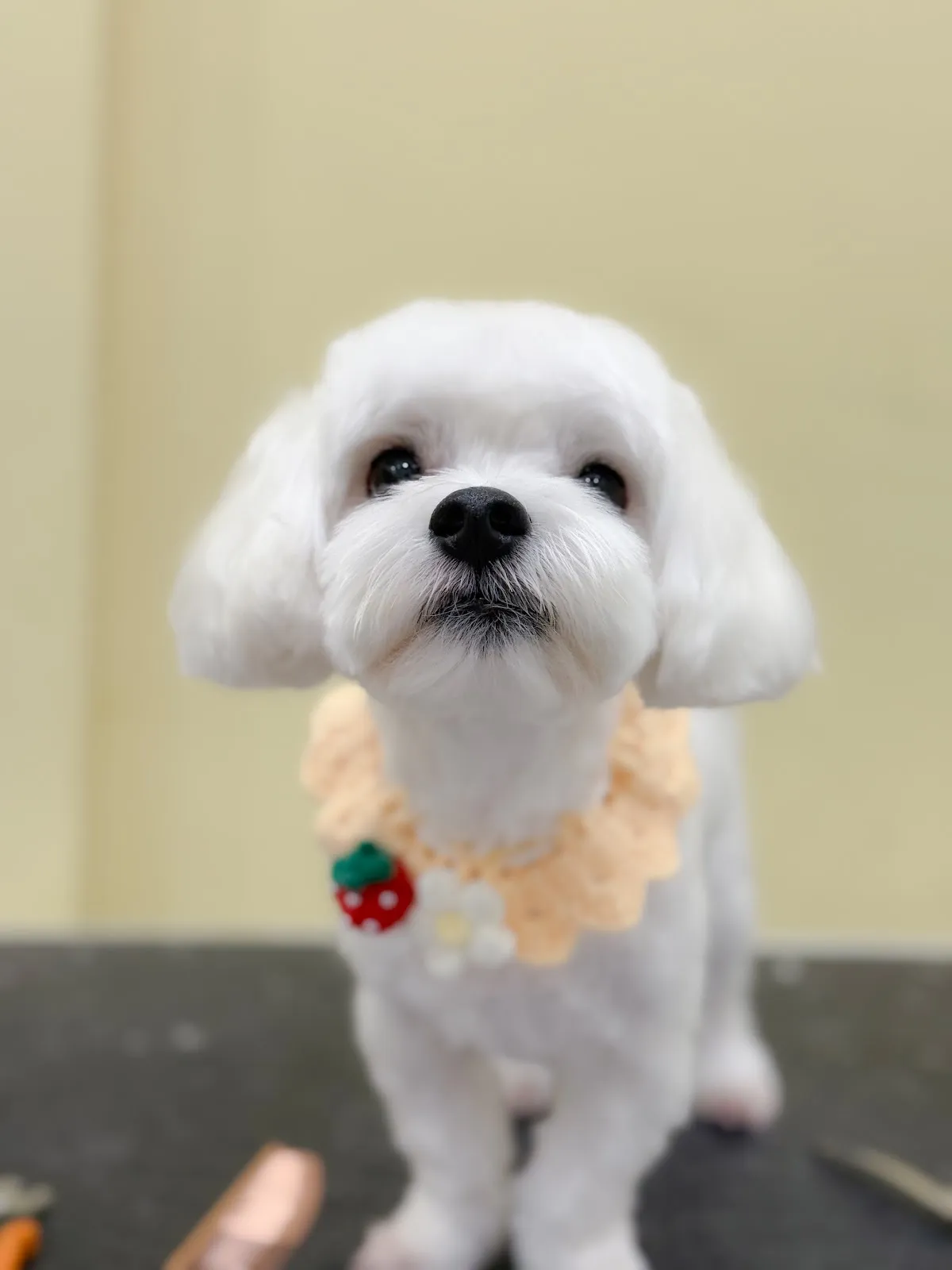 哈倪帕比寵物生活館