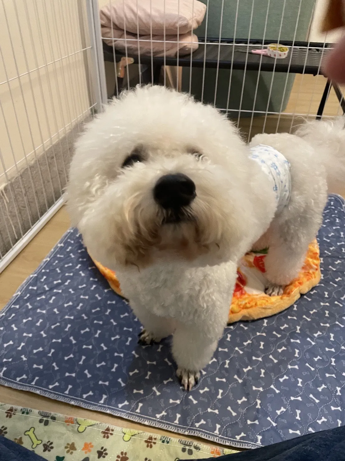 小犬大宅寵物旅店