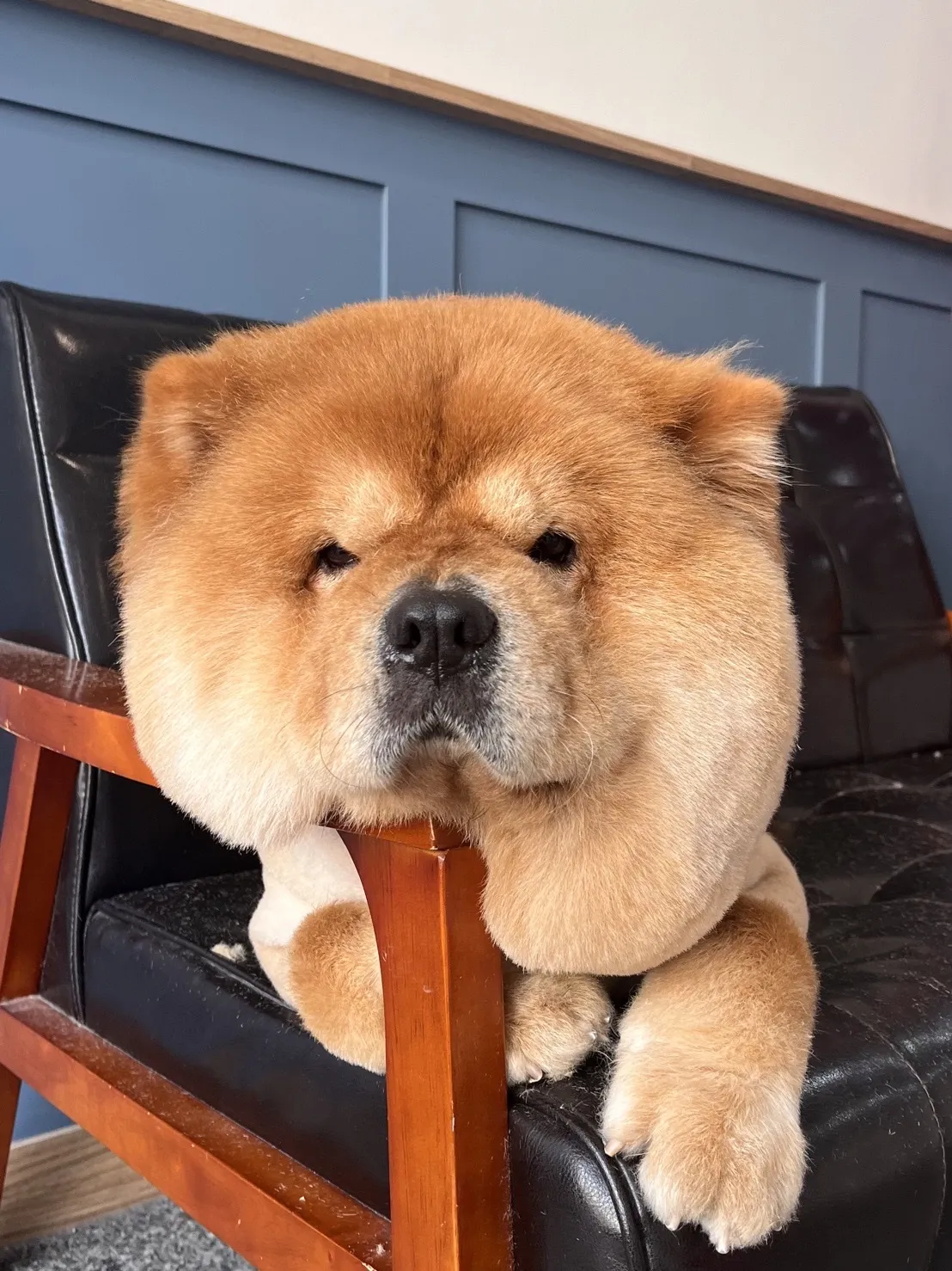 小可愛寵物美容