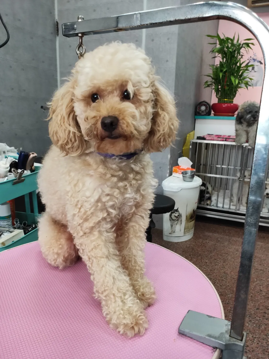 小可愛寵物美容