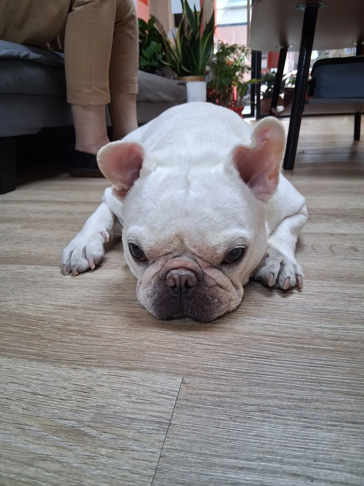 芊嬌寶貝寵物美學旅社