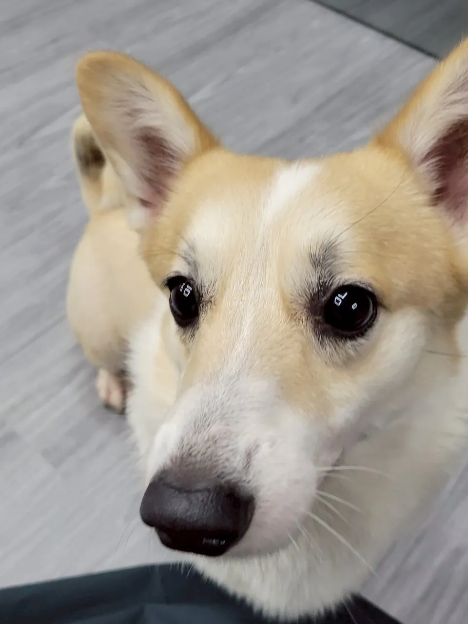 芊嬌寶貝寵物美學旅社