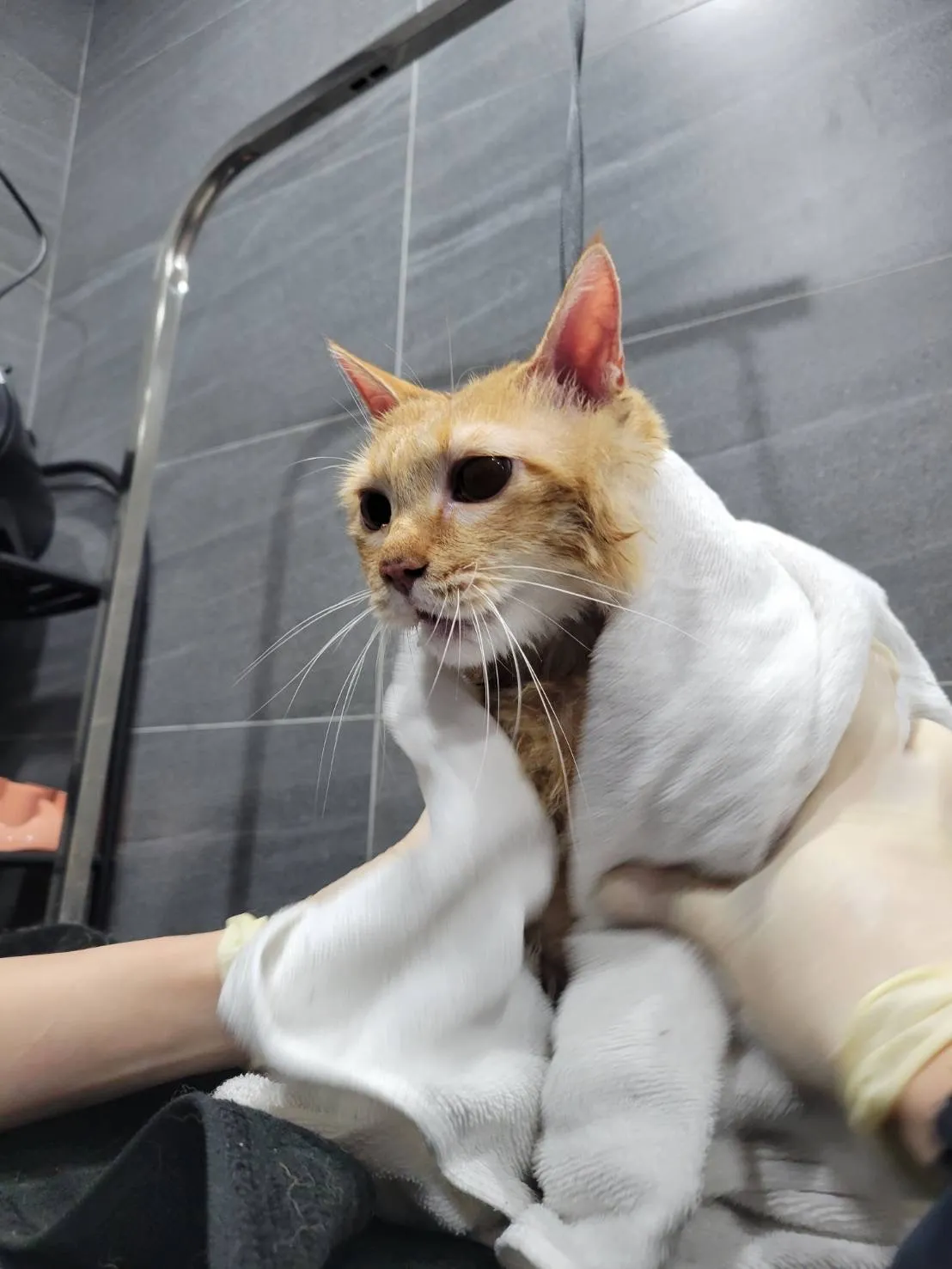 芊嬌寶貝寵物美學旅社