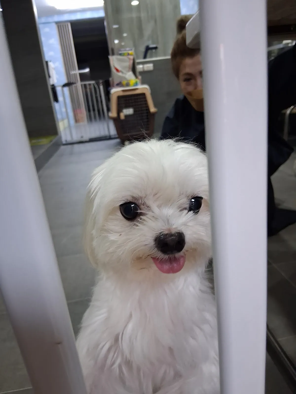 芊嬌寶貝寵物美學旅社