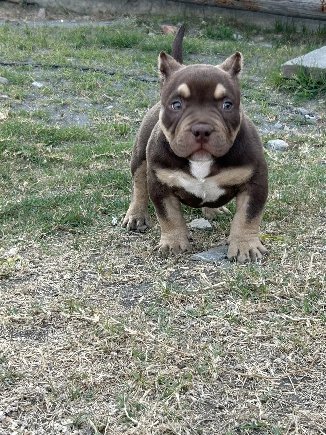 惡霸名人堂犬舍(貓)