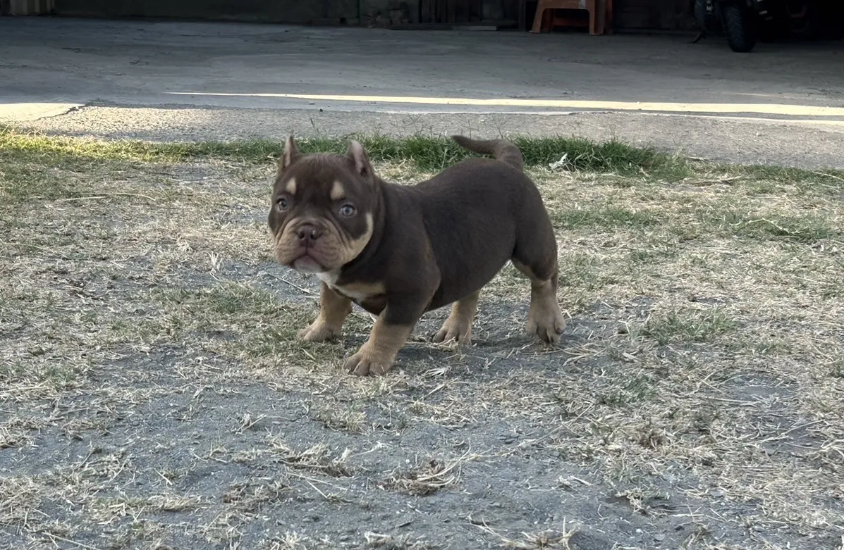 惡霸名人堂犬舍(貓)