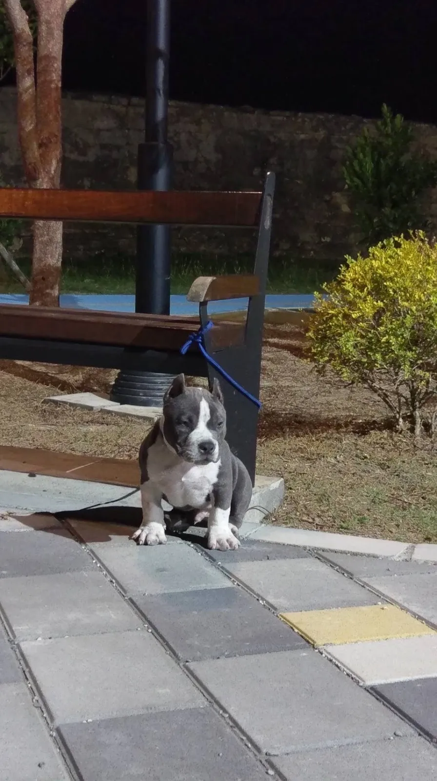 惡霸名人堂犬舍(貓)