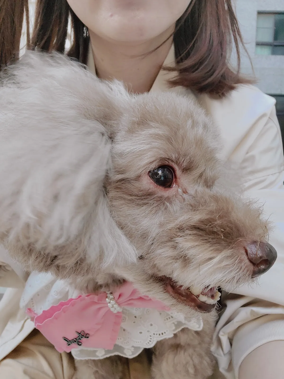 芥菜種動物醫院