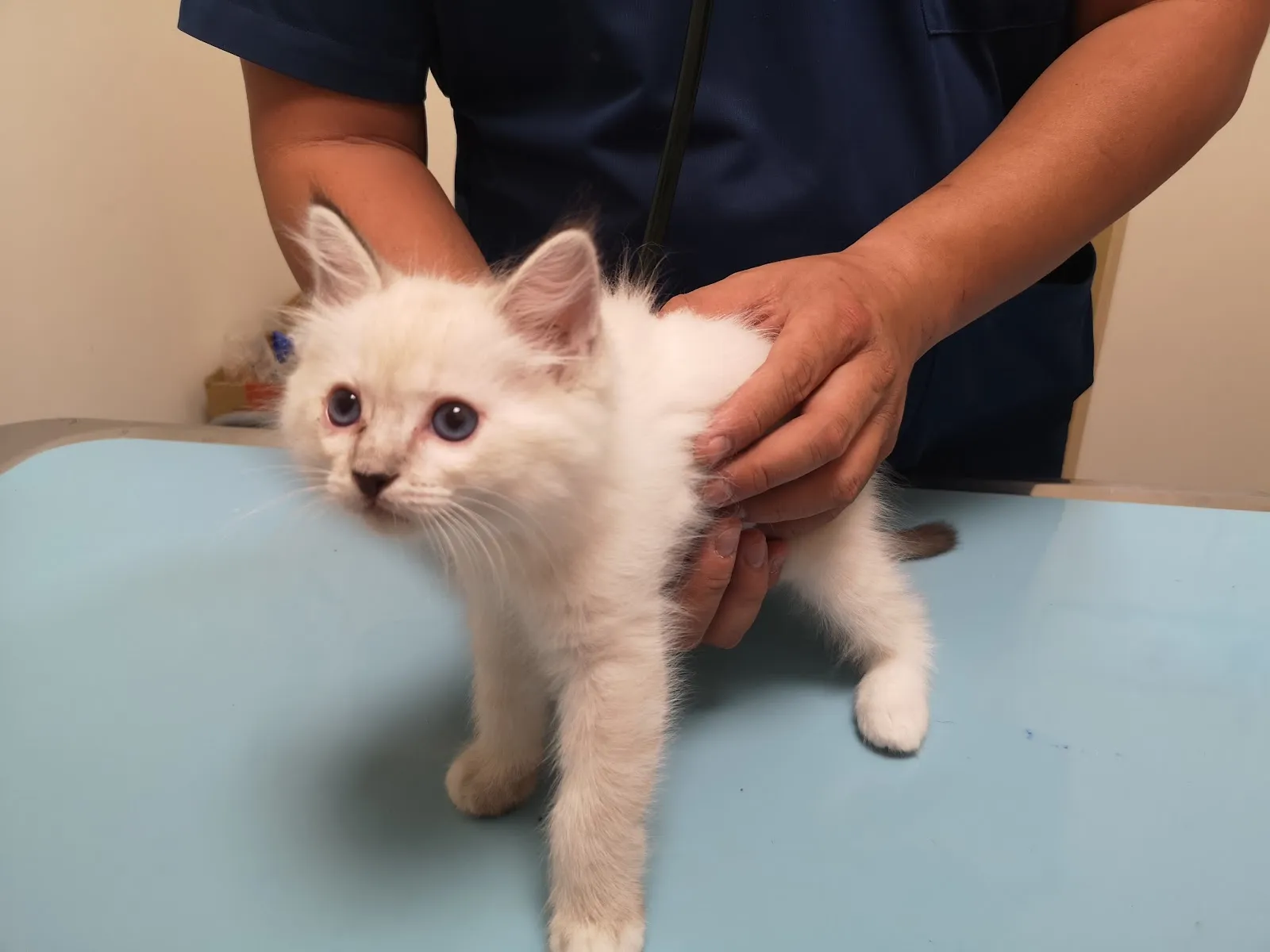 芥菜種動物醫院