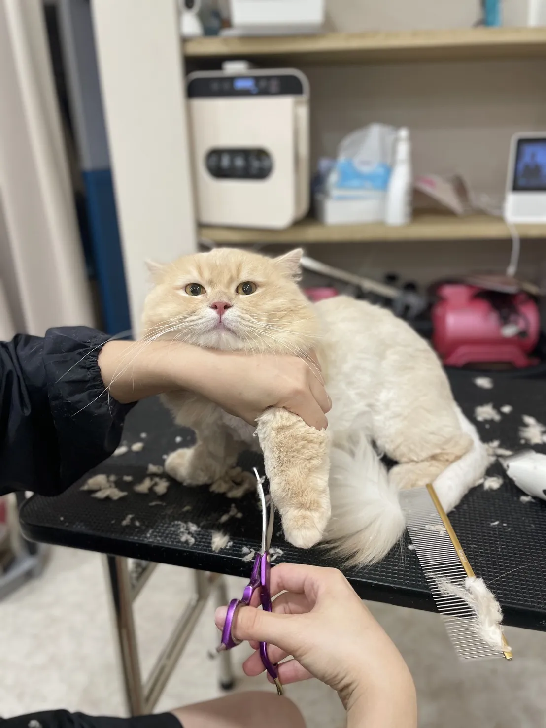 夢幻玩具貴賓犬美學館