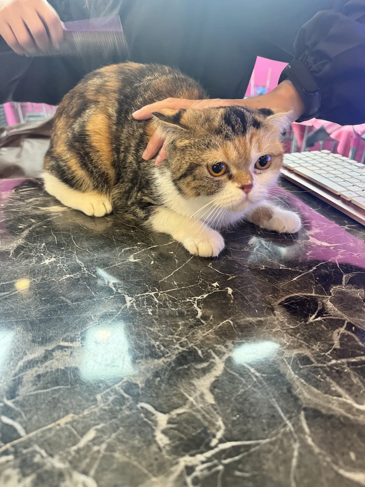 夢幻玩具貴賓犬美學館