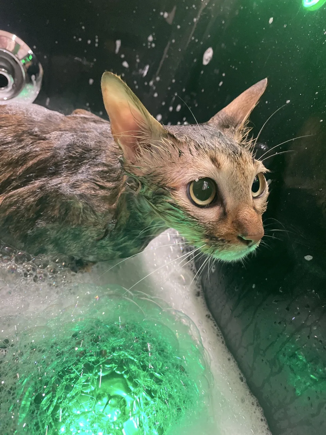 夢幻玩具貴賓犬美學館