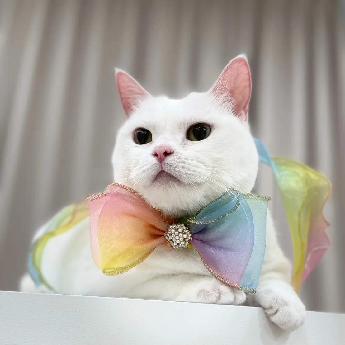 夢幻玩具貴賓犬美學館