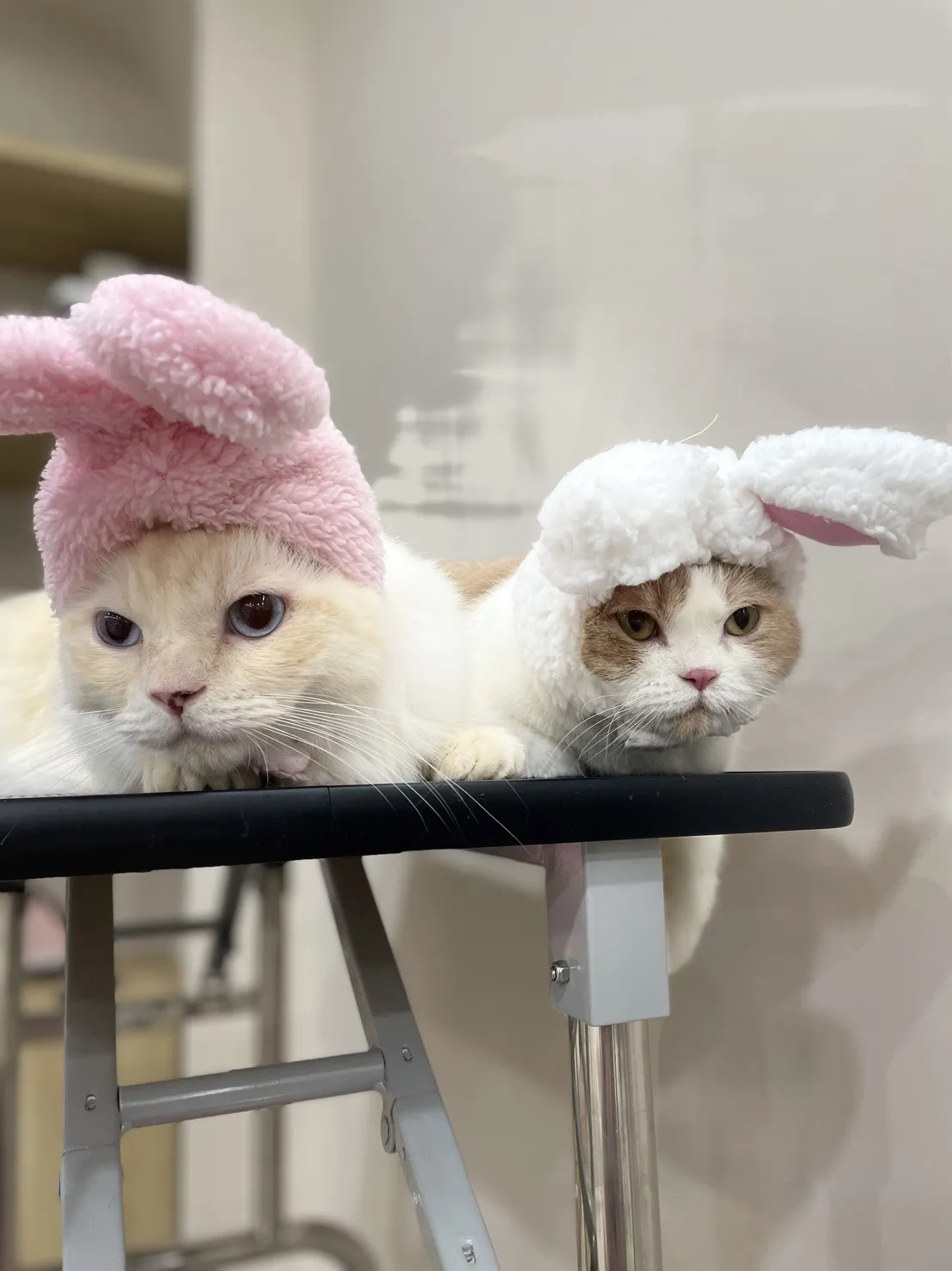 夢幻玩具貴賓犬美學館