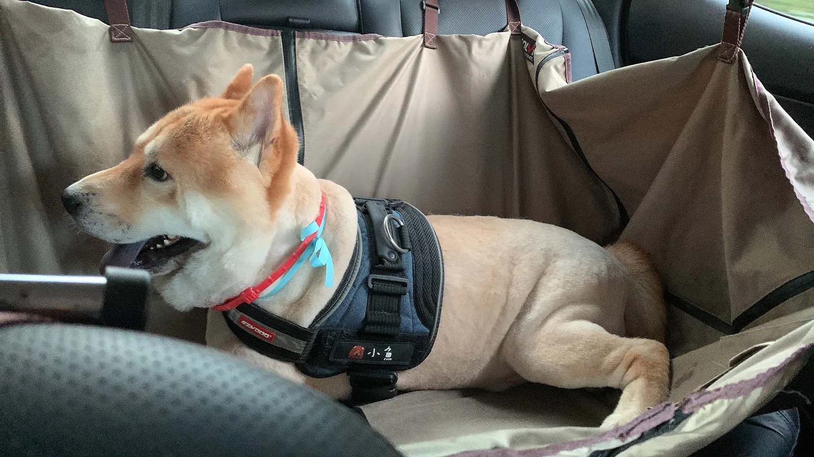 泡泡窩寵物美容坊