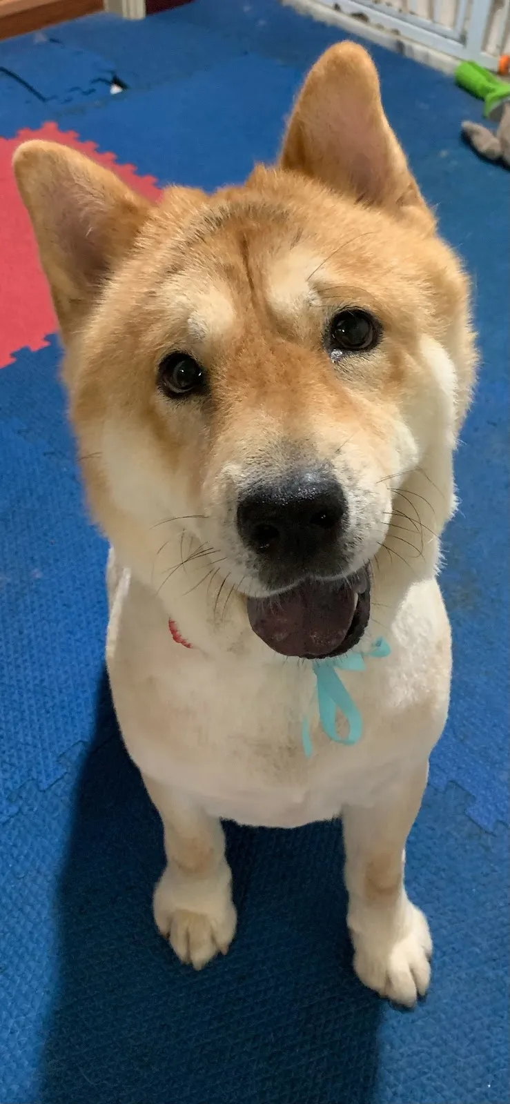 泡泡窩寵物美容坊