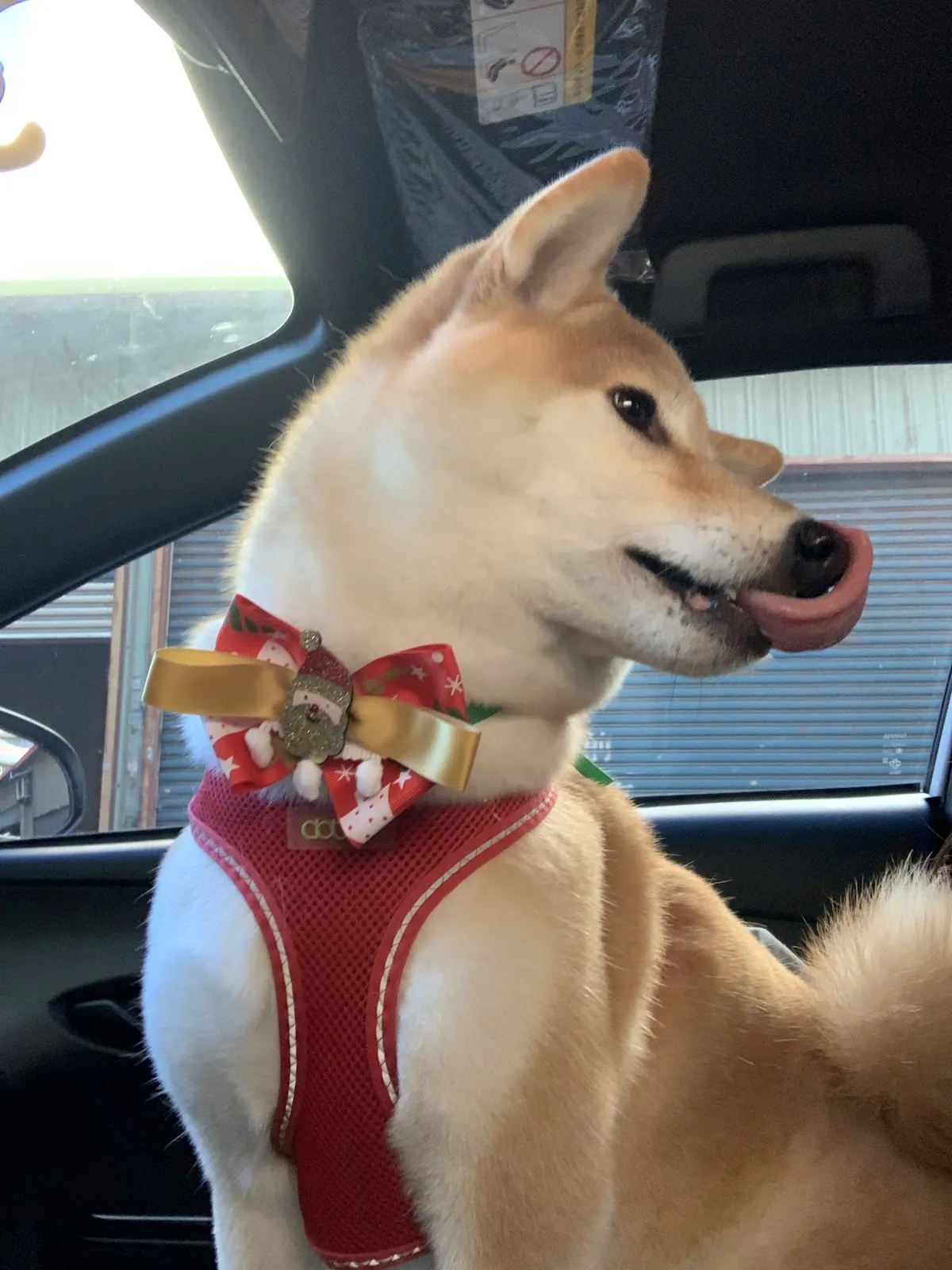 泡泡窩寵物美容坊