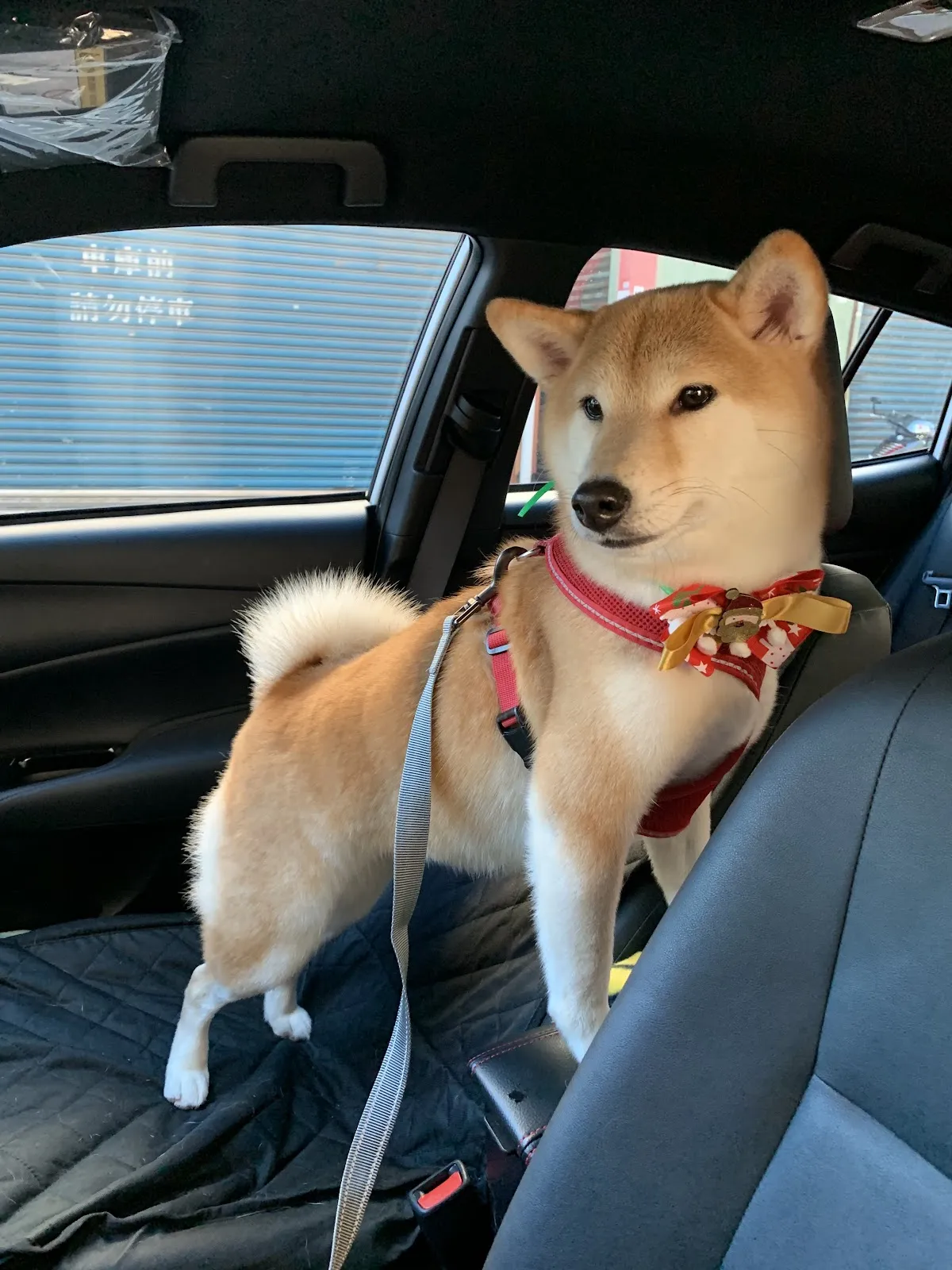 泡泡窩寵物美容坊