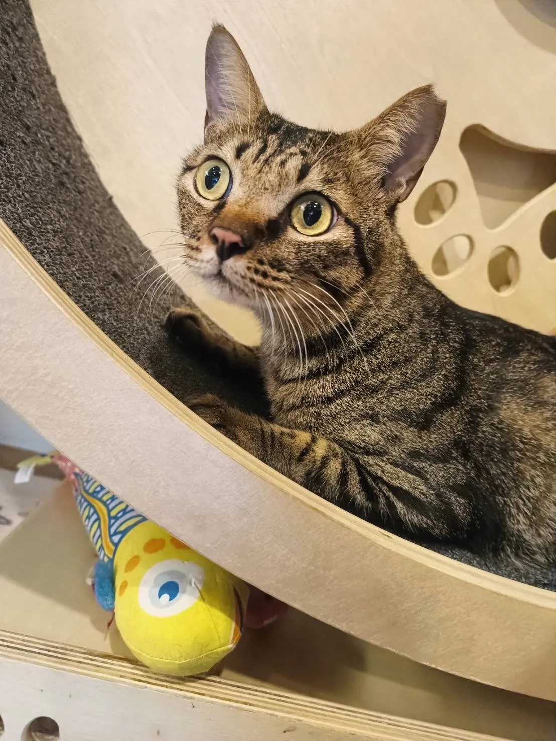 貓班長寵物精緻旅館