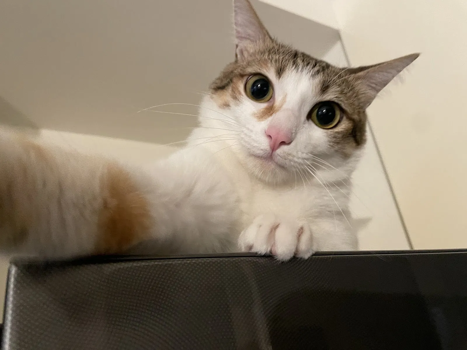 私房貓旅堂有限公司