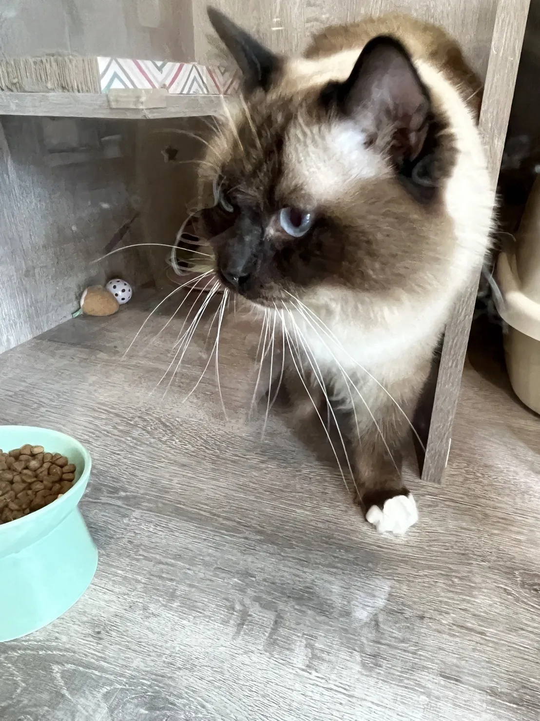 私房貓旅堂有限公司