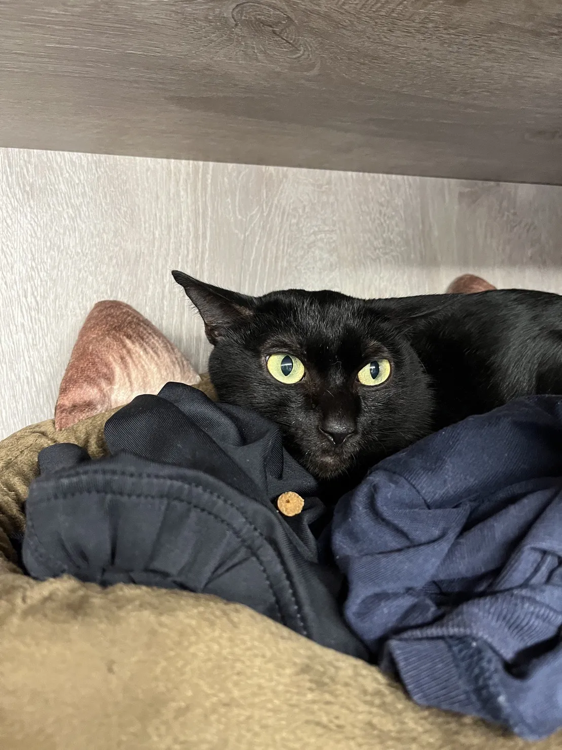 私房貓旅堂有限公司