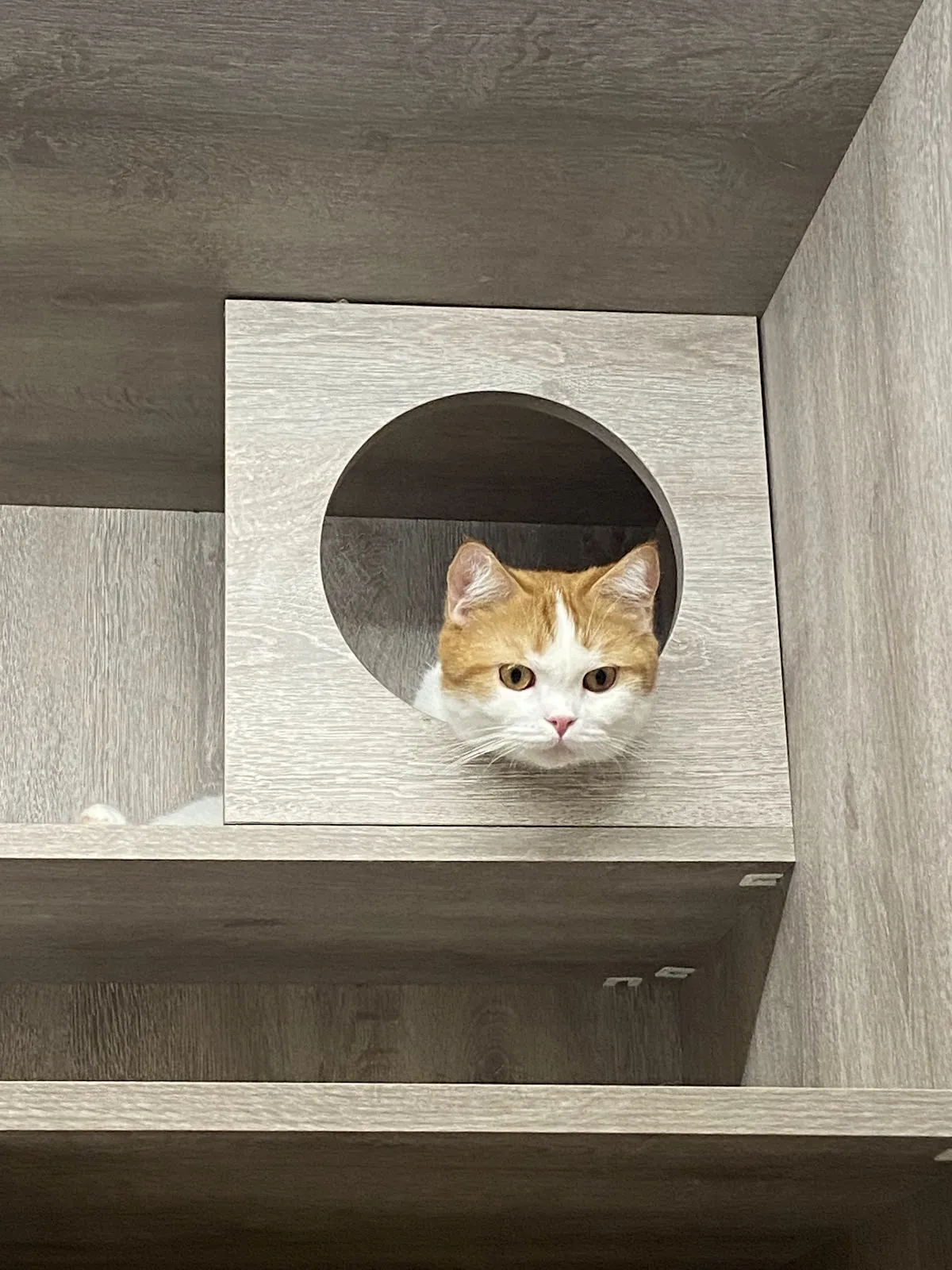 私房貓旅堂有限公司