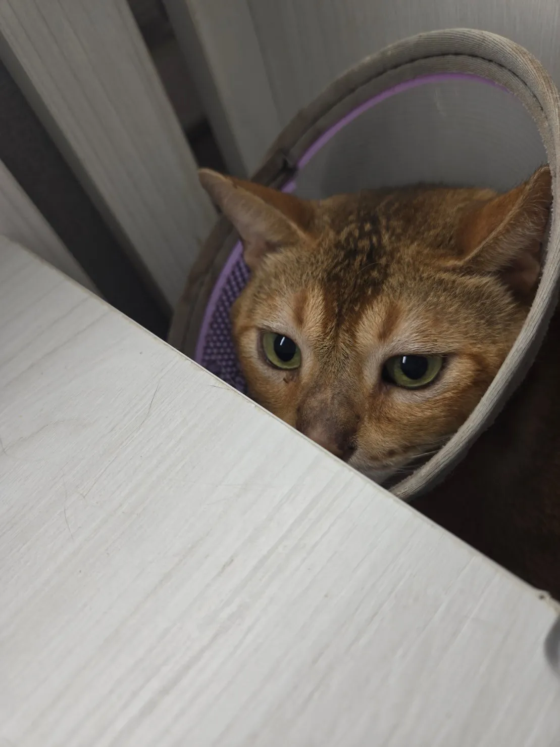 私房貓旅堂有限公司