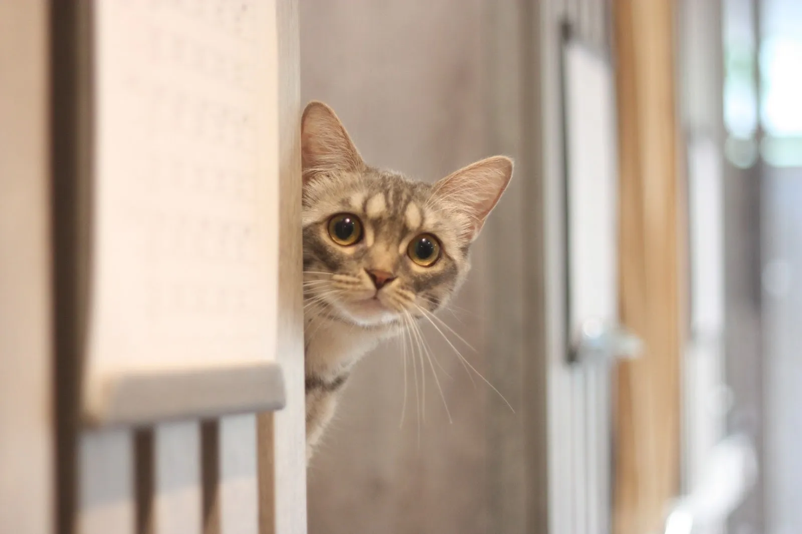 私房貓旅堂有限公司