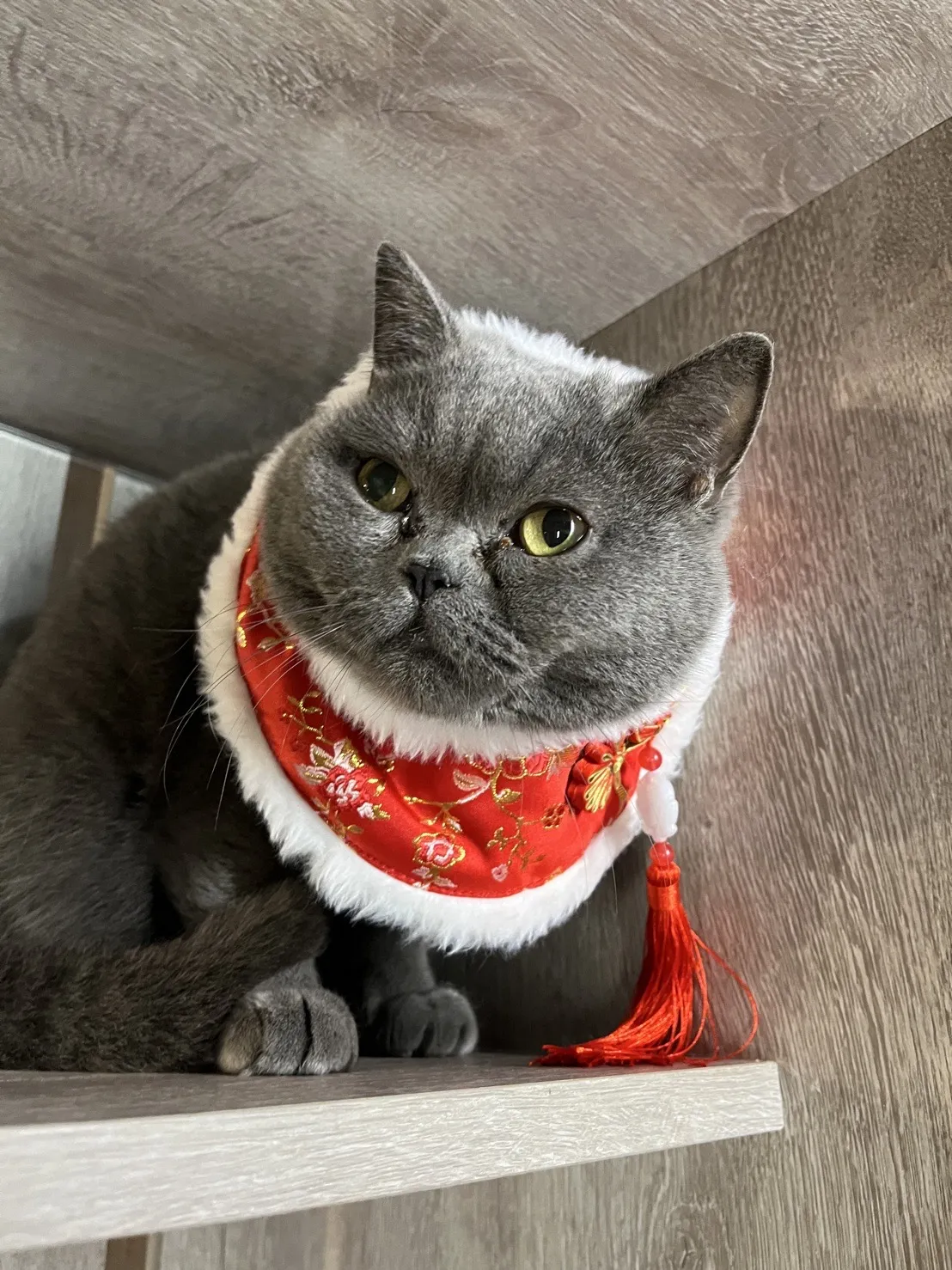 私房貓旅堂有限公司