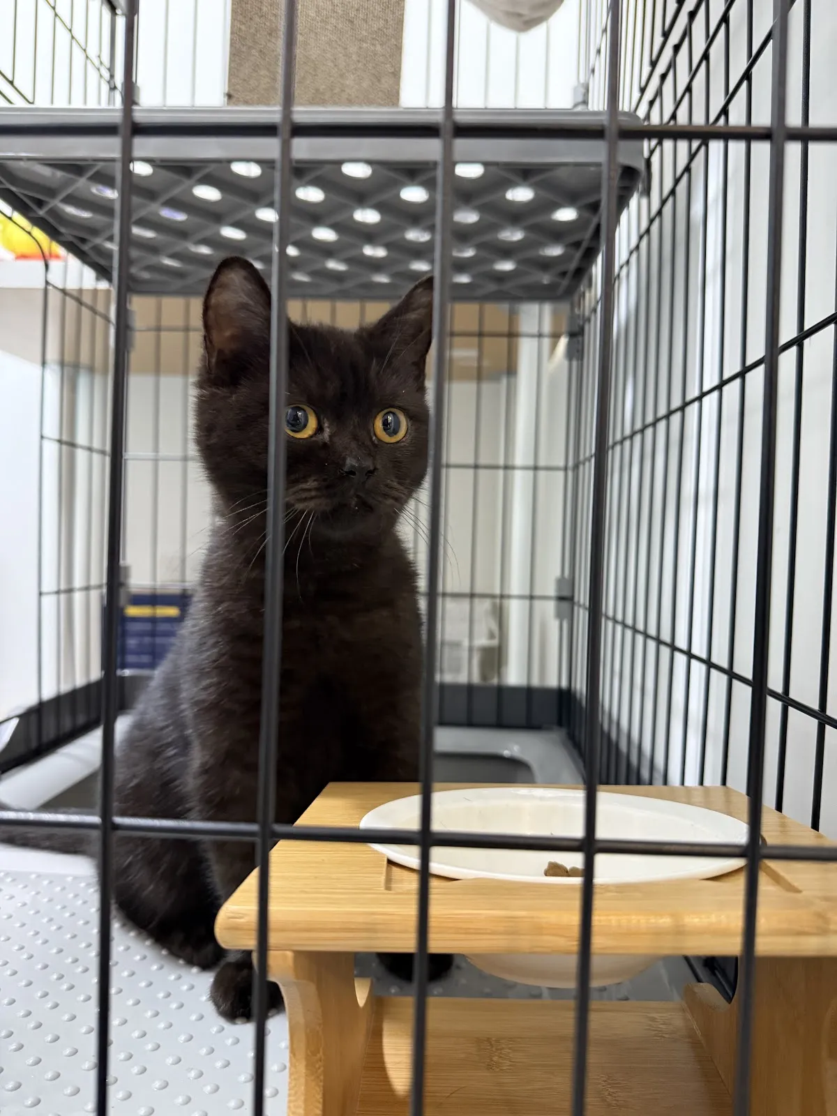 伴寵日寵物生活館