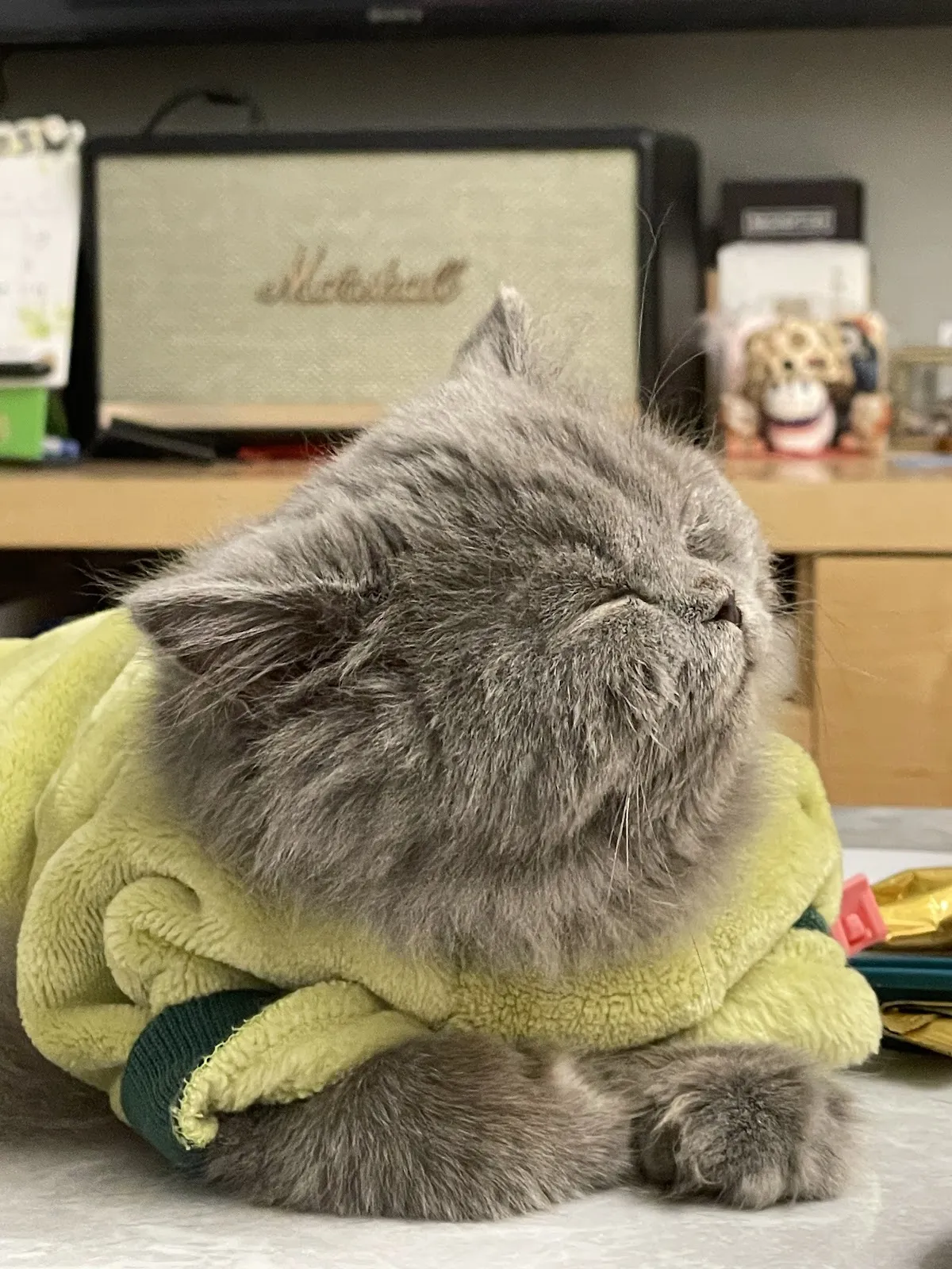 伴寵日寵物生活館