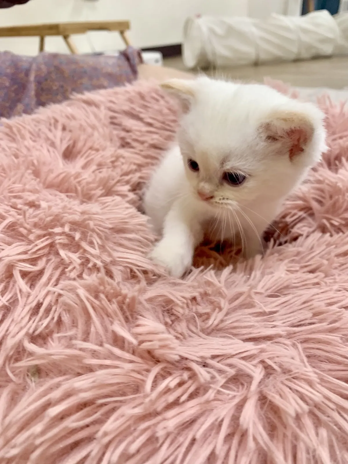 伴寵日寵物生活館