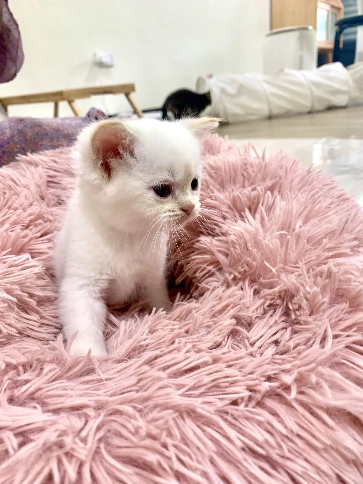 伴寵日寵物生活館