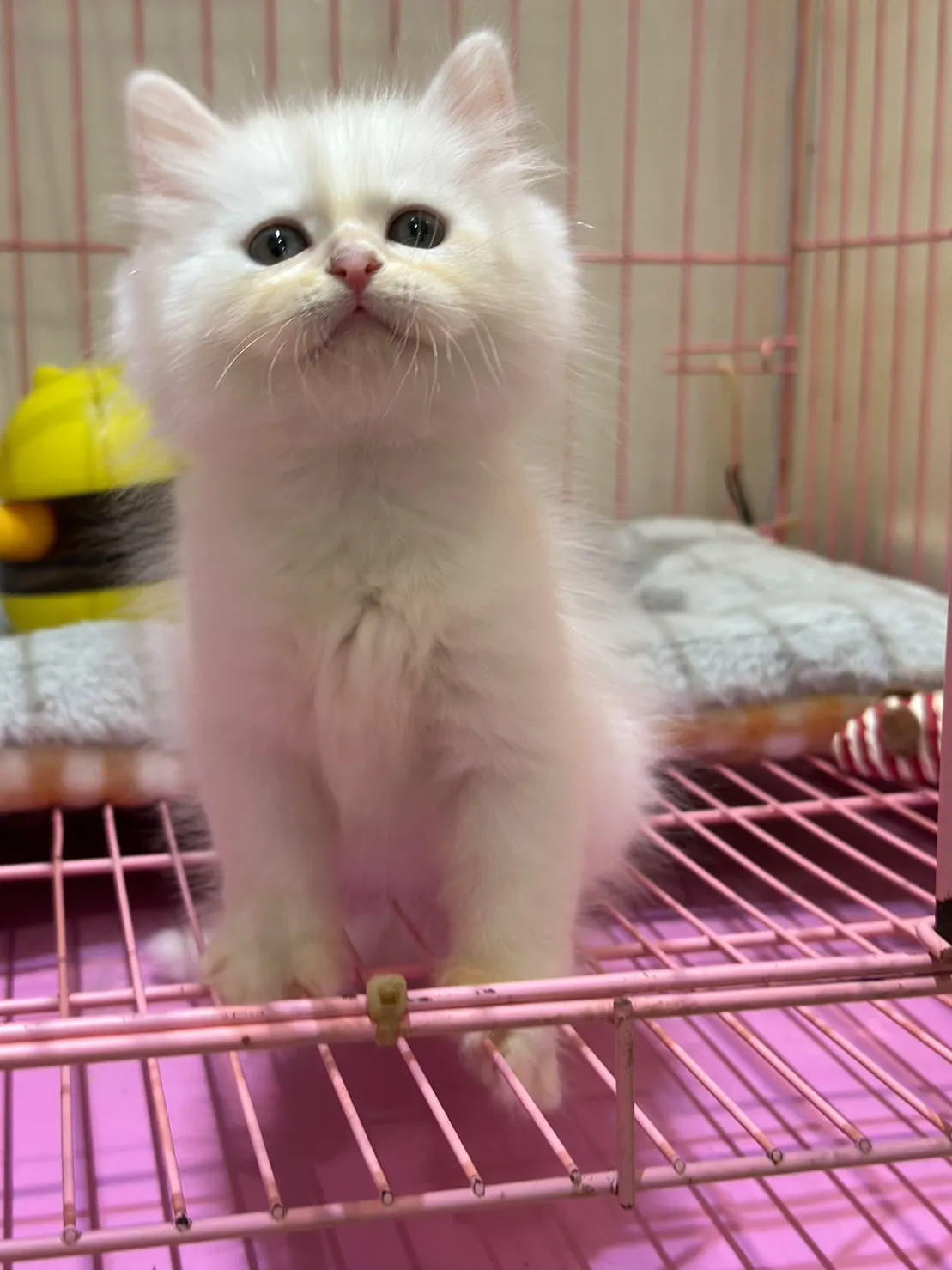 伴寵日寵物生活館