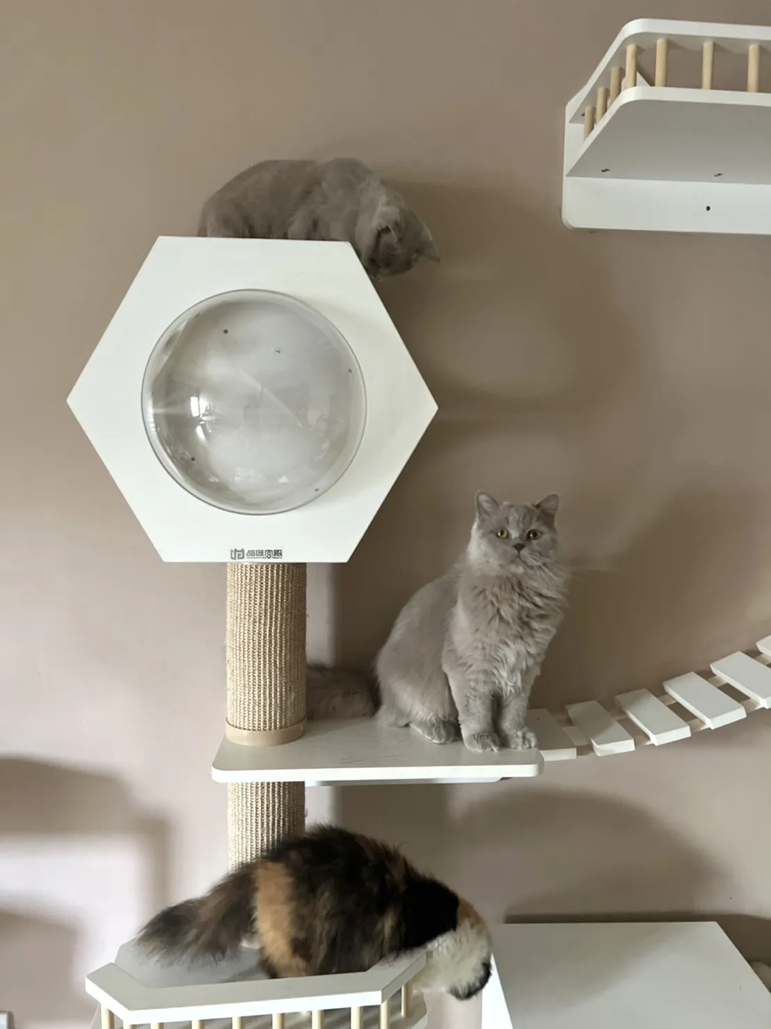 伴寵日寵物生活館