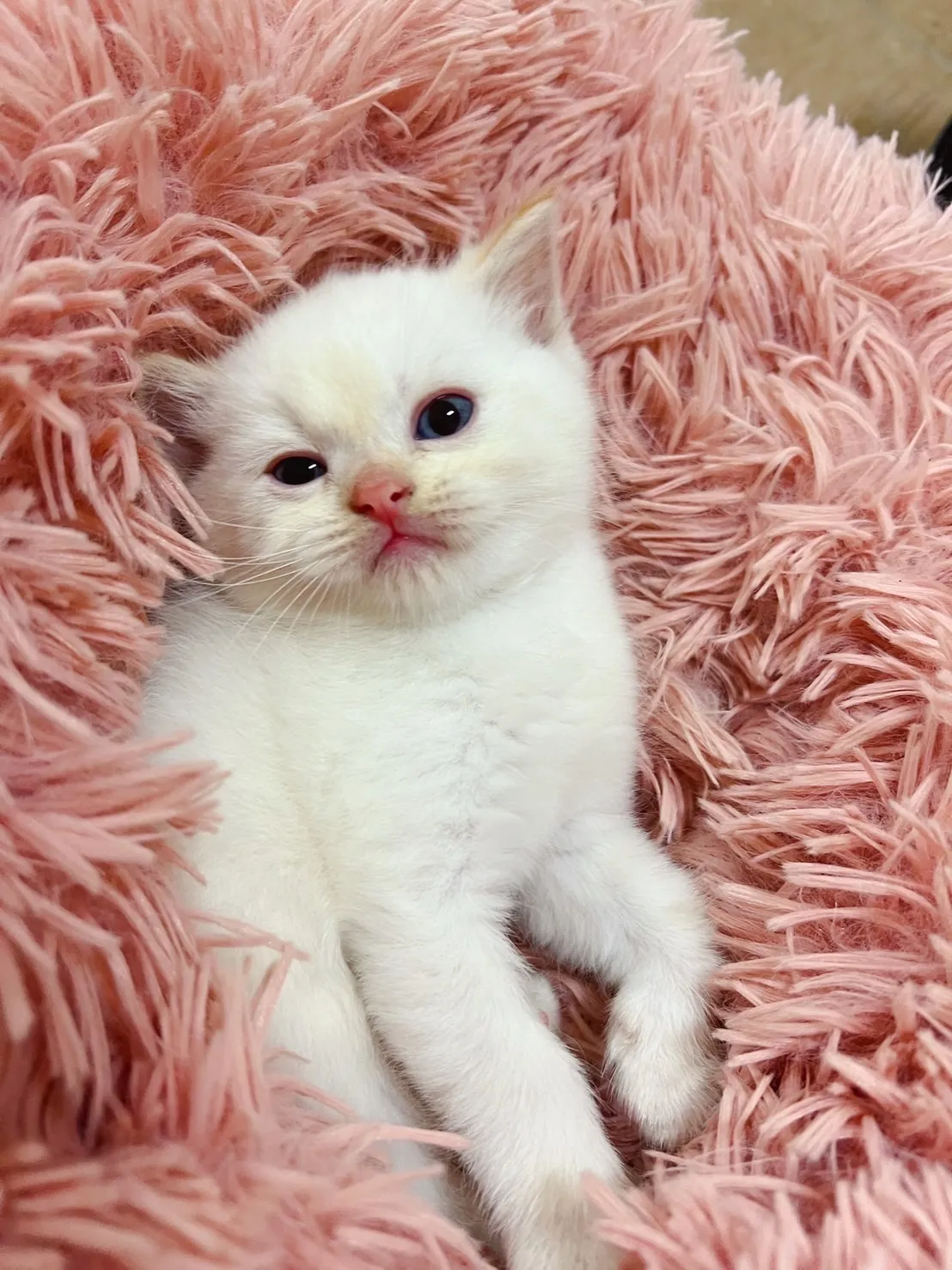 伴寵日寵物生活館